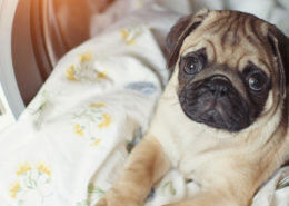 Come lavare coperte e cuccie degli animali domestici